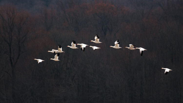 Poster Snow Geese #2