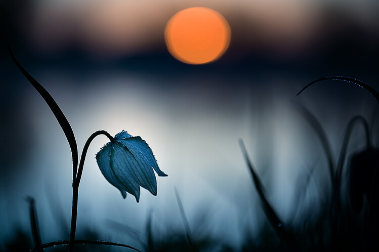 Canvas Print Rising sun