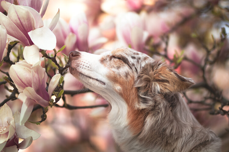 Canvas Print Dawn of Blossom