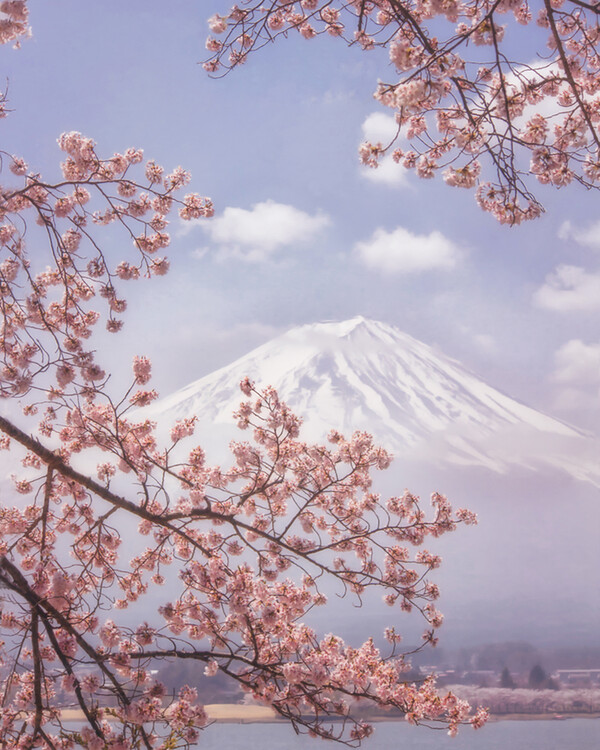 Poster Mt. Fuji in the cherry blossoms
