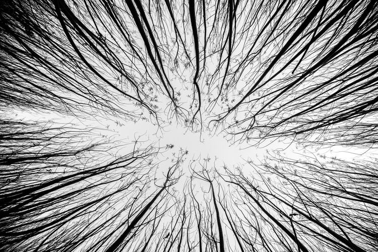 Fototapeta Up to the sky