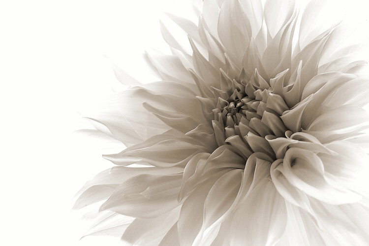 Canvas Print Dignified