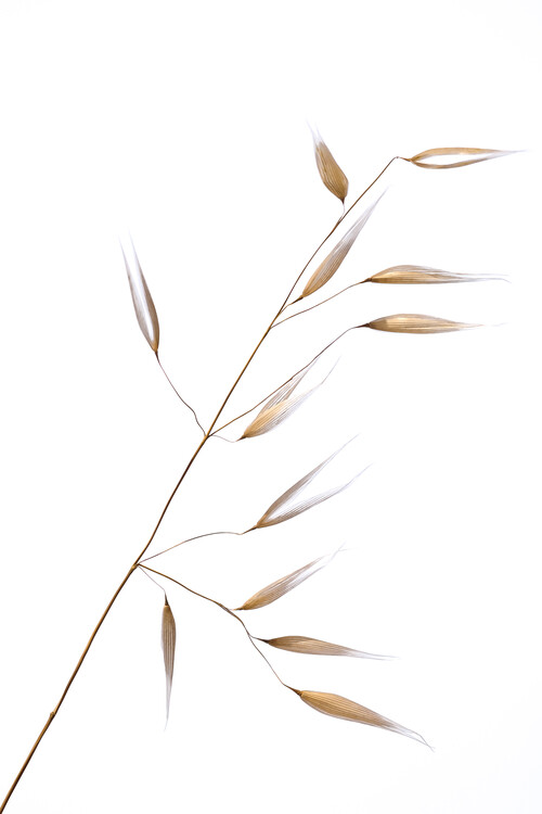 Poster Subtle delicateness