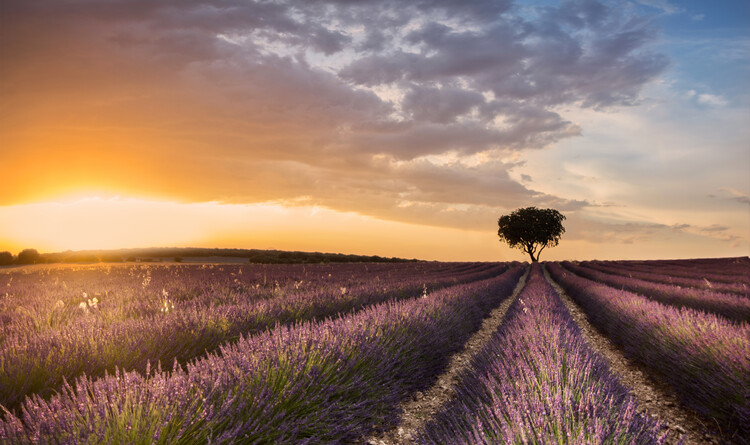 Poster DESTINATION LAVENDER