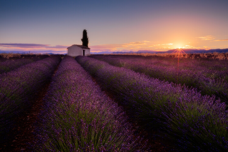 Levně Plakát, Obraz - Provence Lavender, Donald Luo, 40 × 26.7 cm