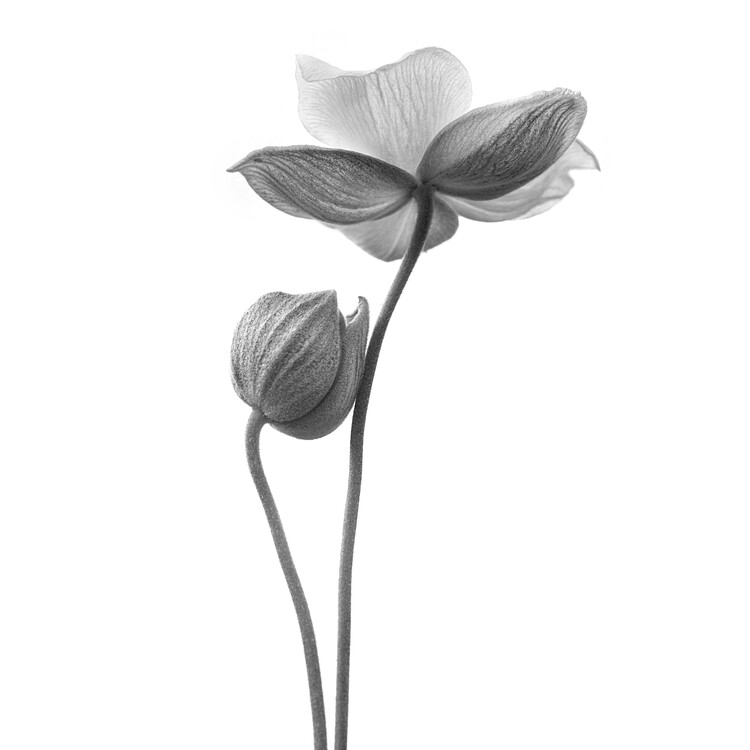 Poster A little touch - monochrome