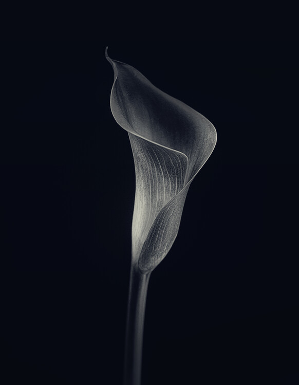 Poster Calla lily
