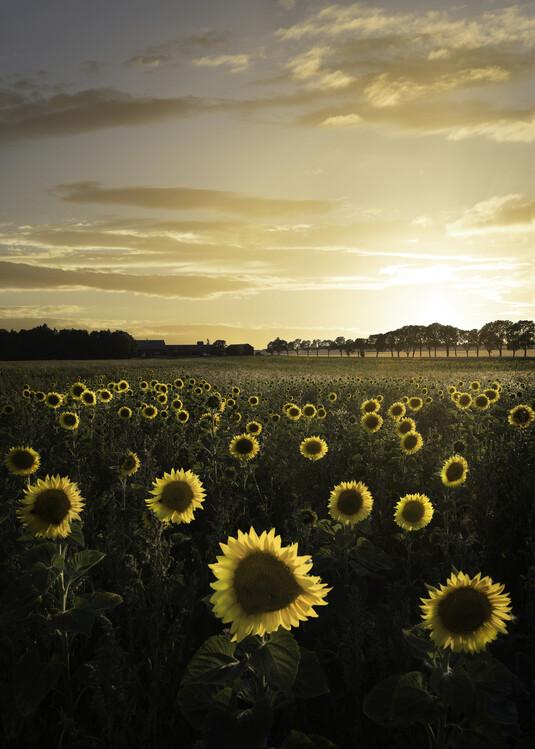 Canvas Print Sunflowerfield in Sweden