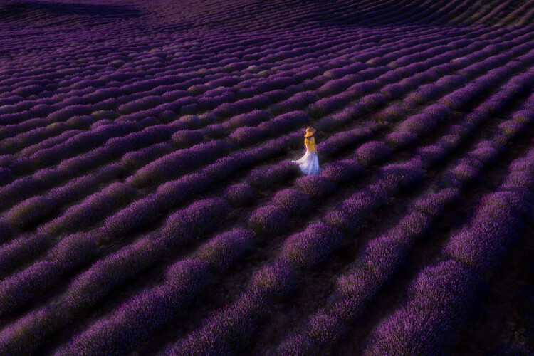 Levně Plakát, Obraz - The woman in lavender, Bingo Z, 40 × 26.7 cm