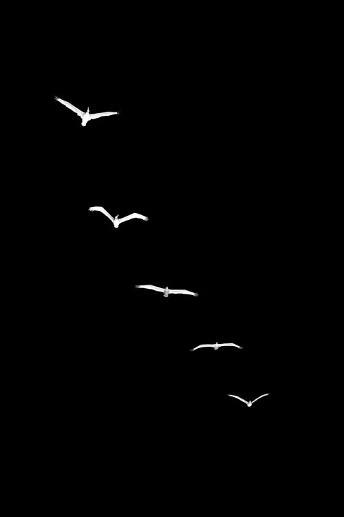 Poster Heavenly Creatures DARK