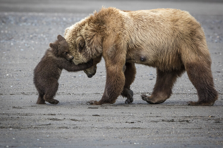 Levně Plakát, Obraz - A Little Bear Hug, Renee Doyle, 40 × 26.7 cm