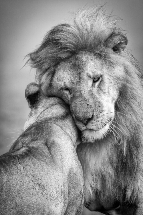 Poster African Love!