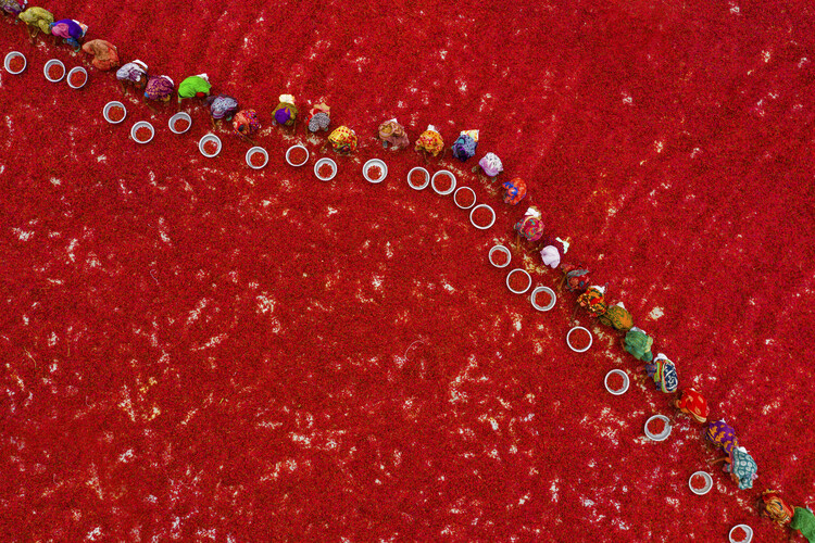 Poster Picking red chilies