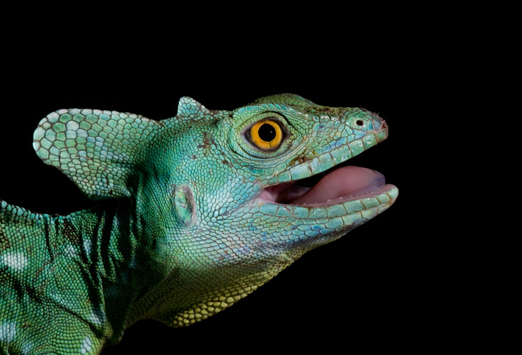 Poster Basiliscus plumifrons - Plumed Basilisk