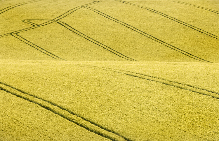 Plakát Field #2