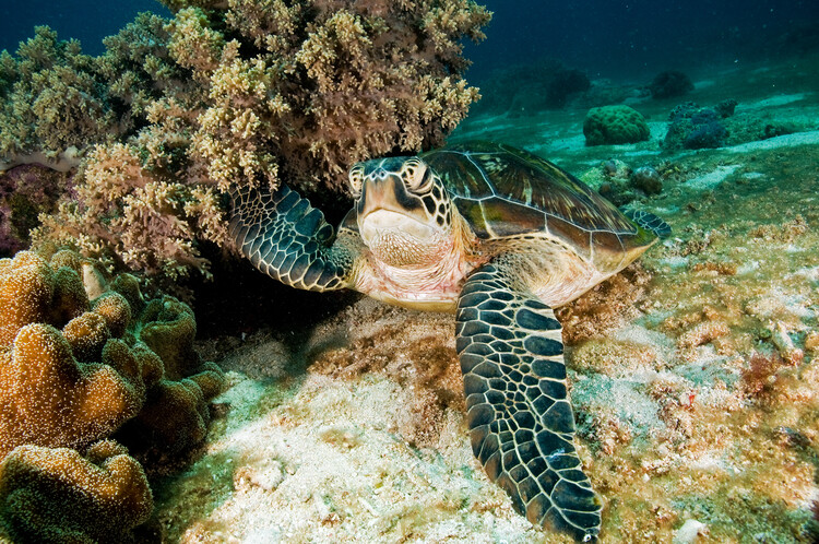 Poster Sea Turtle