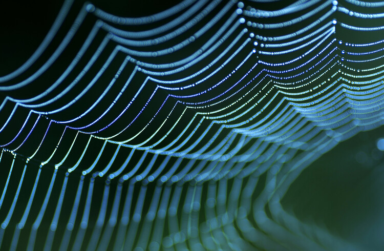 Poster Spider's web