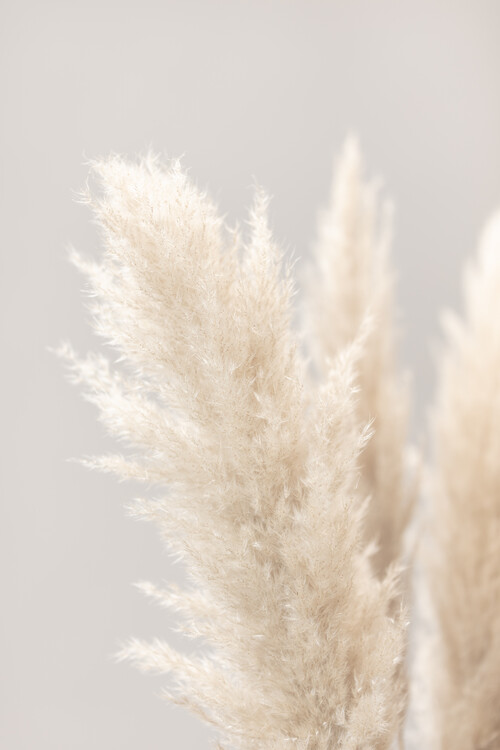 Poster Pampas Grass Grey 03
