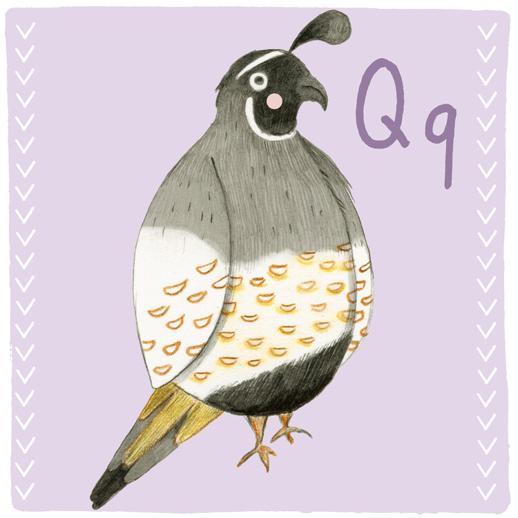 Plakát Alphabet - Quail
