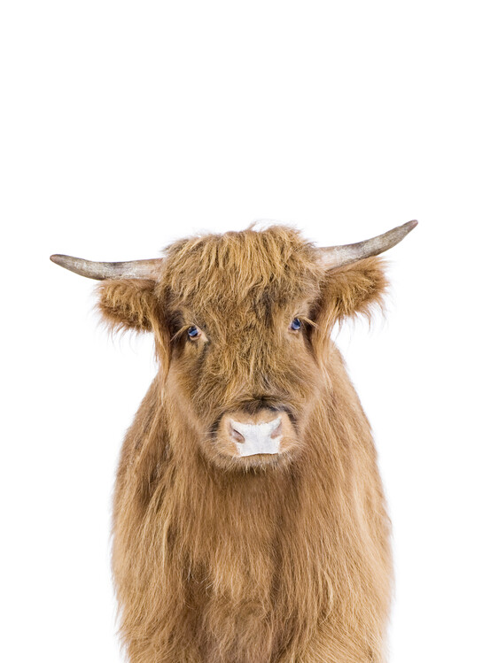 Poster Baby Highland Cow