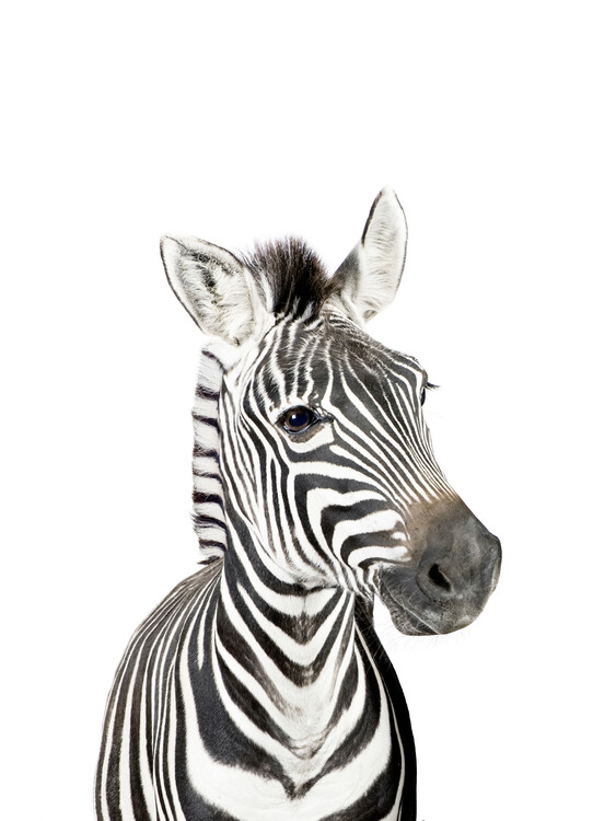 Poster Baby Zebra