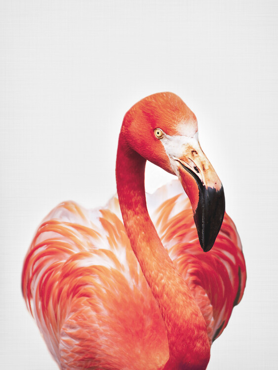 Poster Flamingo