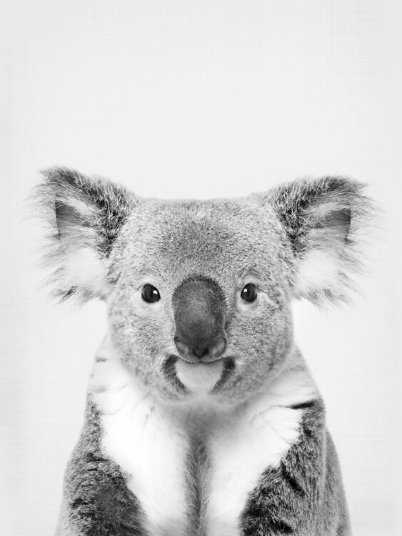 Poster Koala