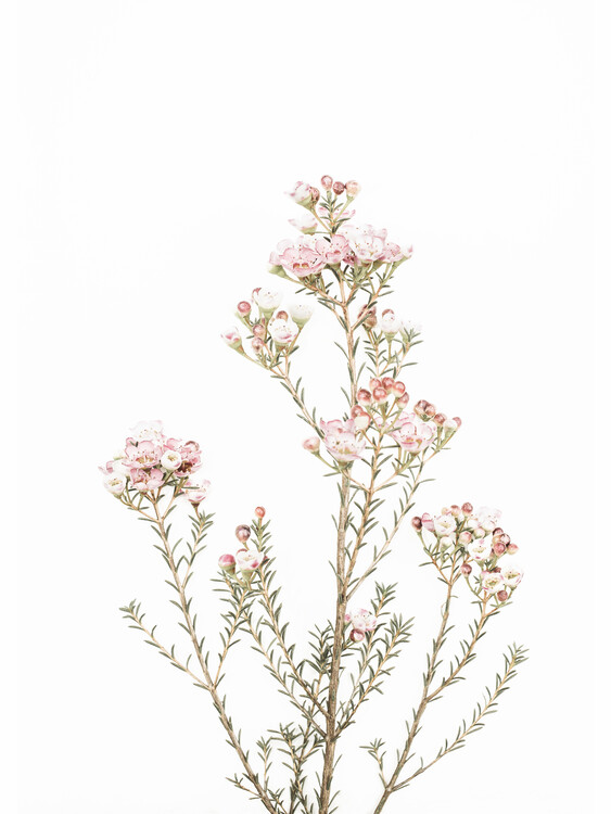 Poster Little Blooms