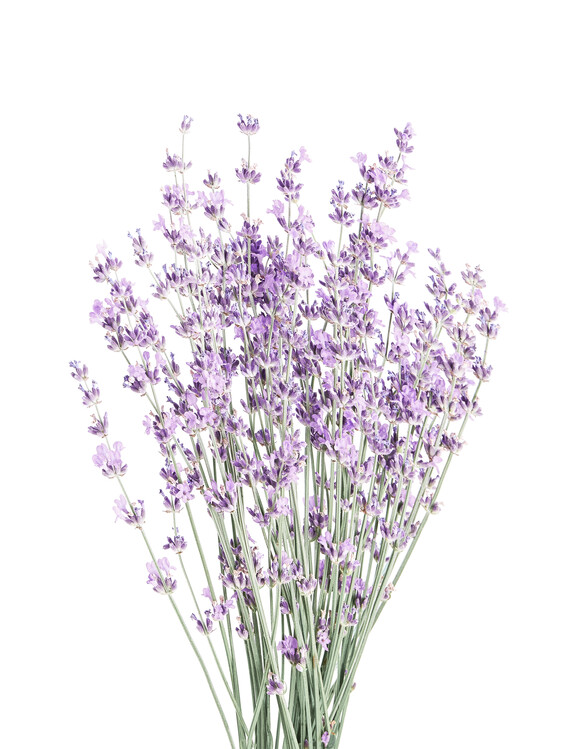 Poster Lavender