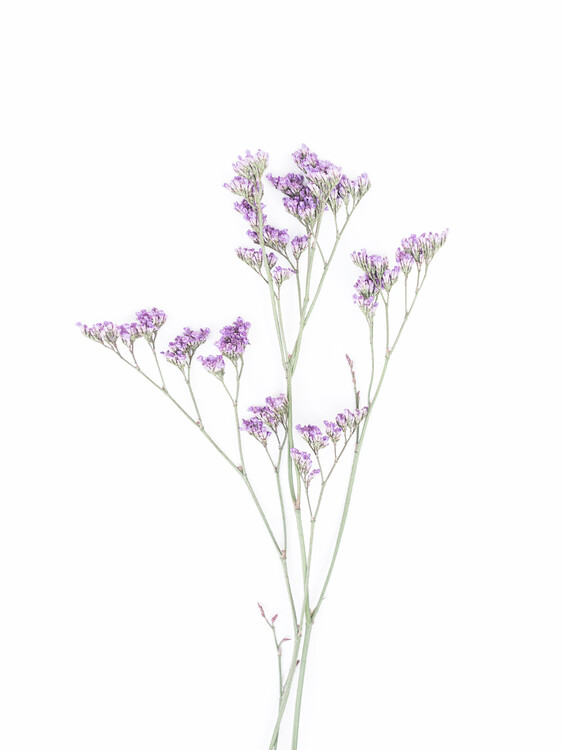 Poster Little Floral