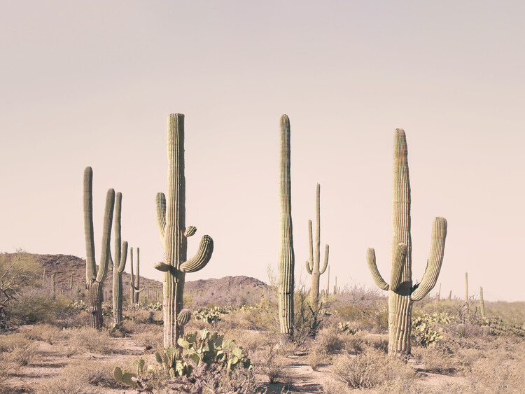Poster Pastel Cactus Desert