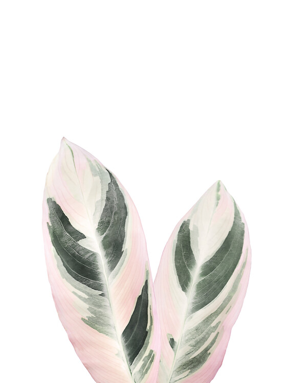 Poster Pink Tropical Leaf