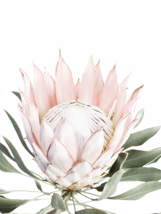 Poster Pink Protea