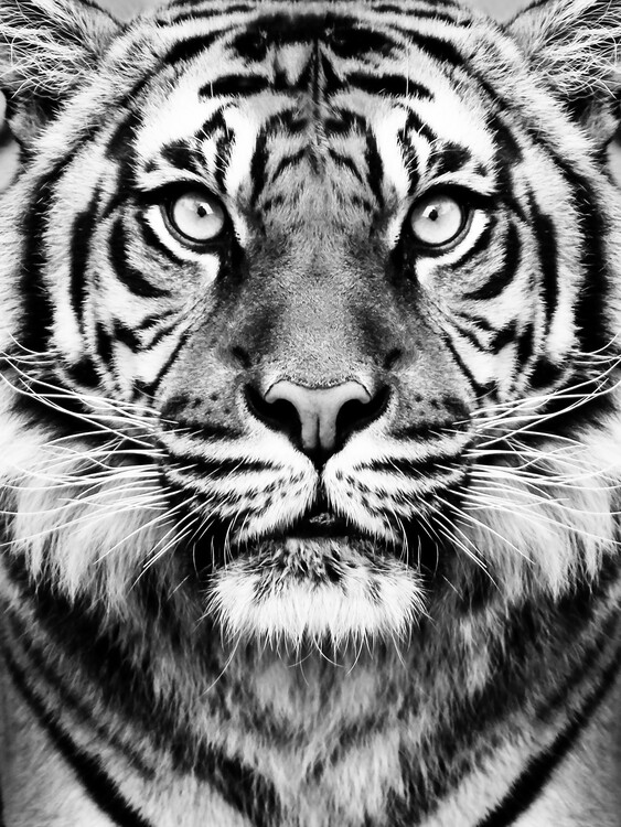 Poster Tiger BW
