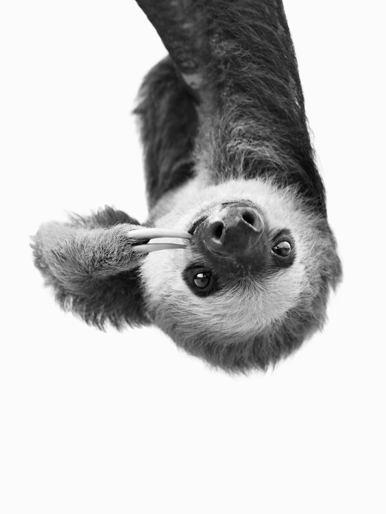 Poster Sloth BW