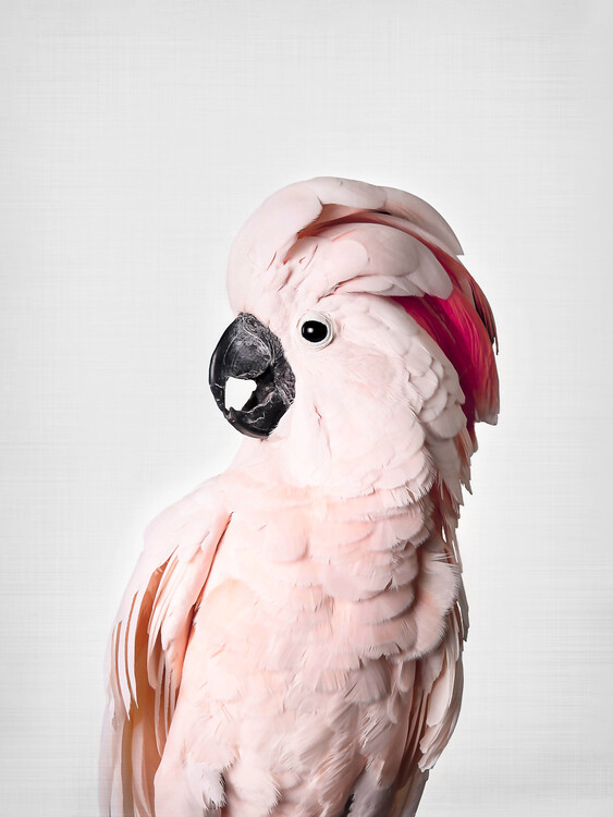 Poster Pink Cockatoo