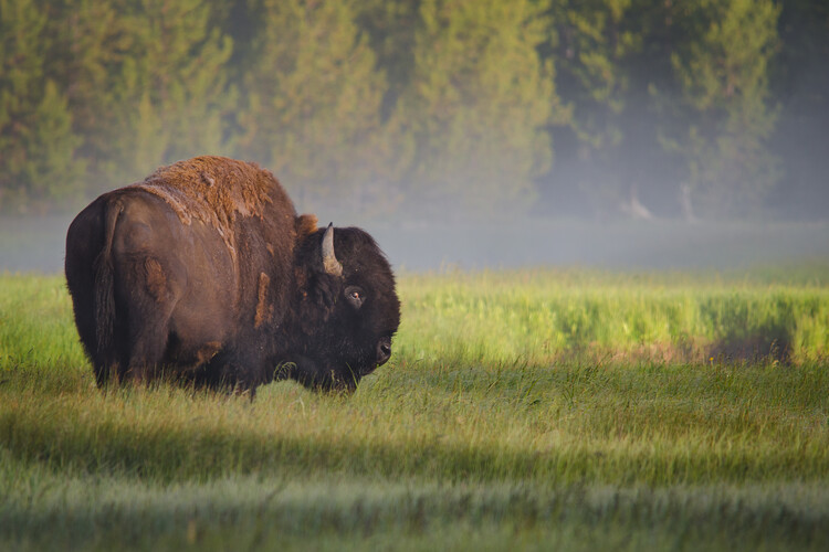 Levně Plakát, Obraz - Bison in Morning Light, Sandipan Biswas, 40 × 26.7 cm