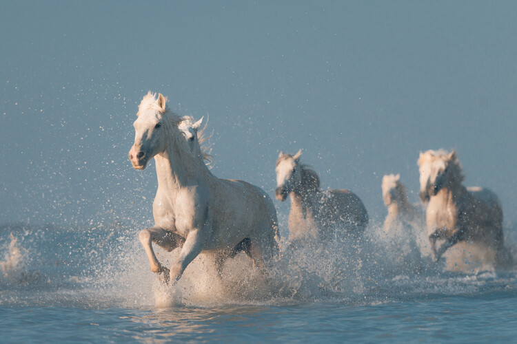 Poster Angels of Camargue