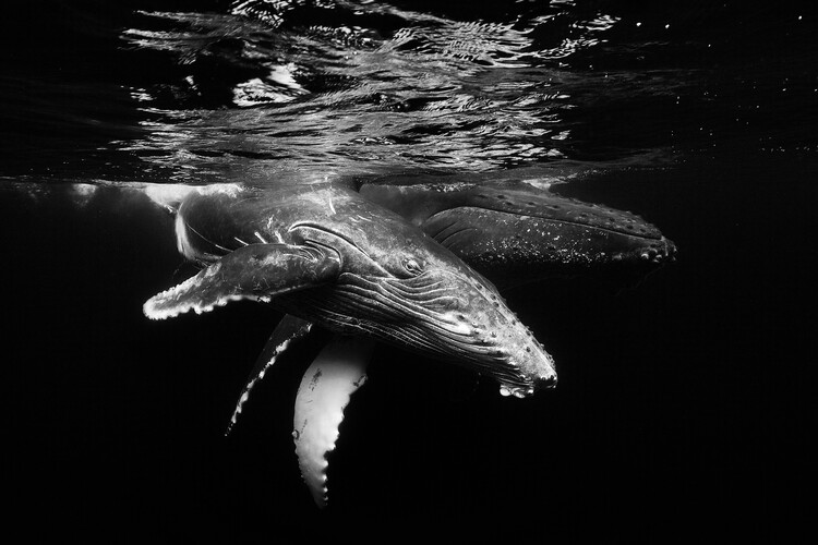 Poster Black and whale family