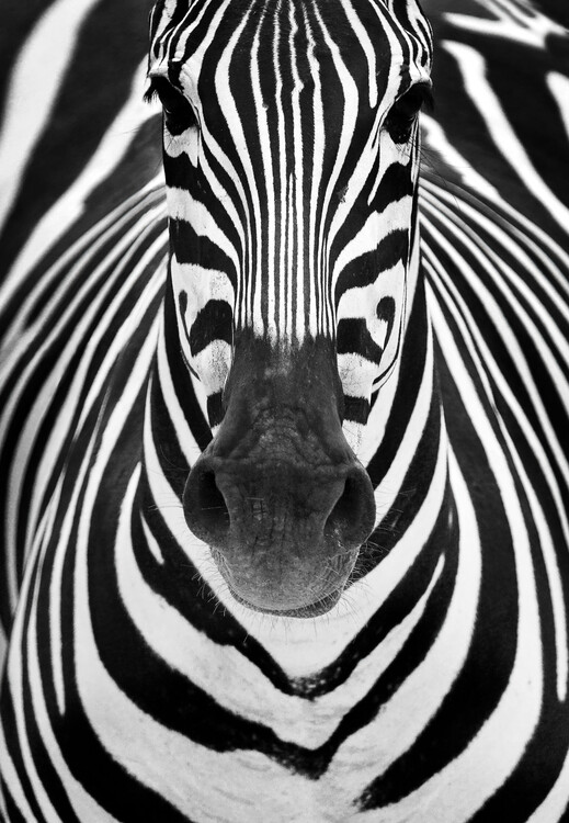 Levně Plakát, Obraz - ZEBRA, Luis Duran, 26.7 × 40 cm