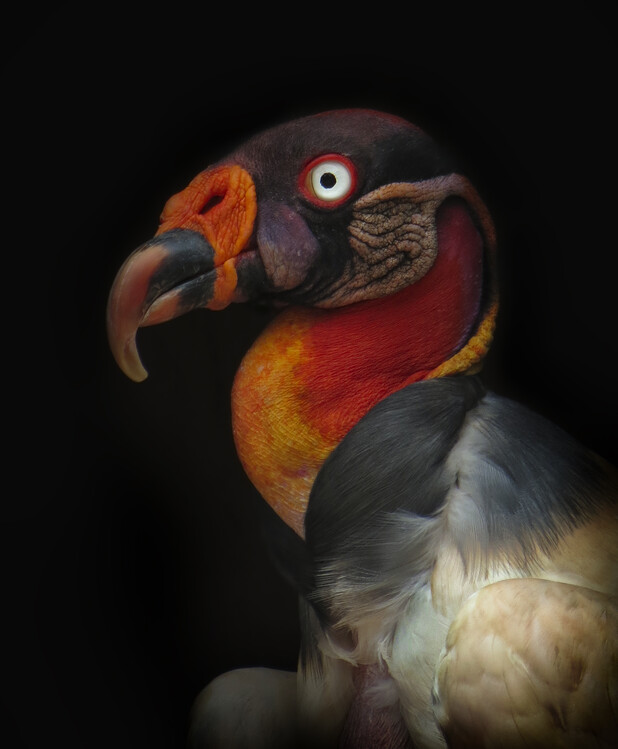 Levně Plakát, Obraz - King vulture-Sarcoramphus papa, Ferdinando Valverde, 33 × 40 cm