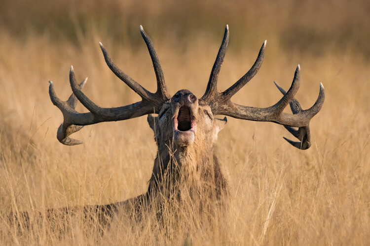 Plakat Ready to Rut