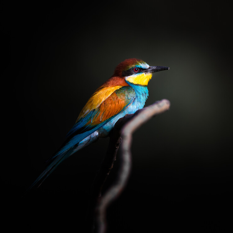 Poster Colorful Darkly