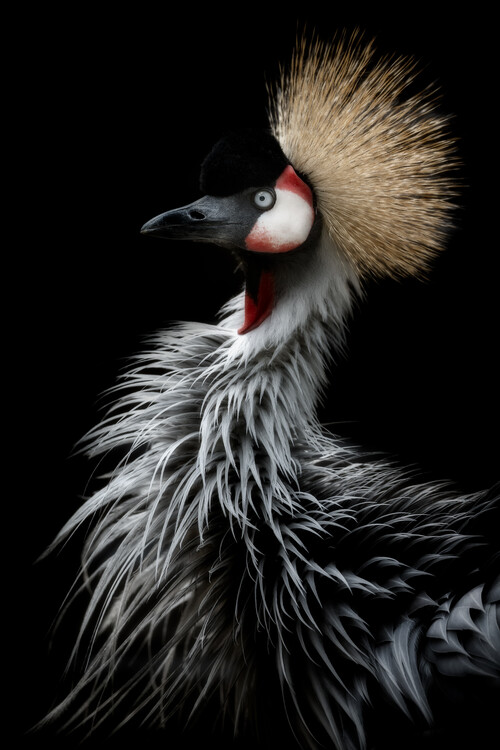 Levně Plakát, Obraz - Crowned crane's portrait, Eiji Itoyama, 26.7 × 40 cm