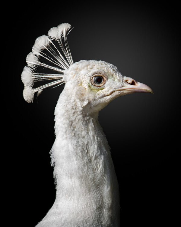 Poster M A J E S T I C