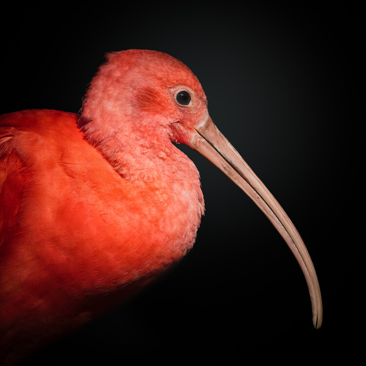 Poster S C A R L E T