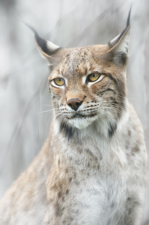 Poster Lynx portrait in the fog