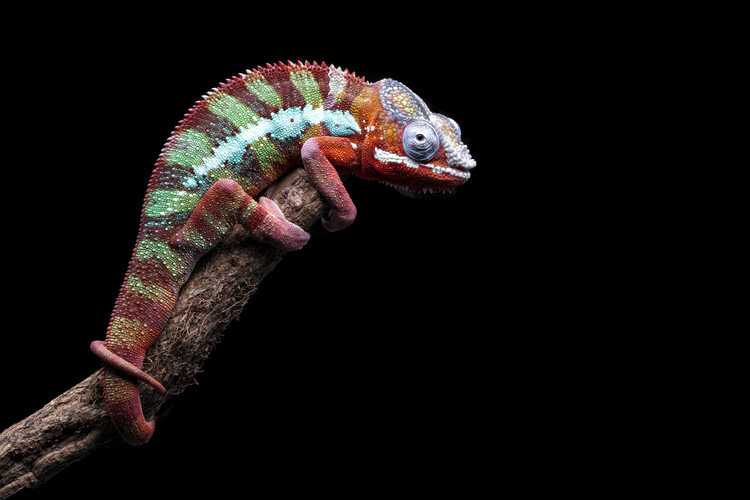 Poster I Have A Eye On You