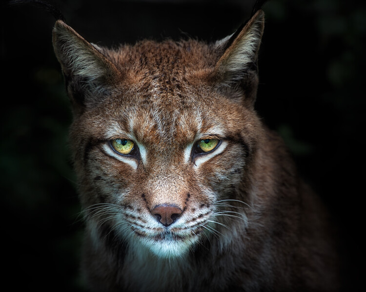 Canvas Print Lynx gaze