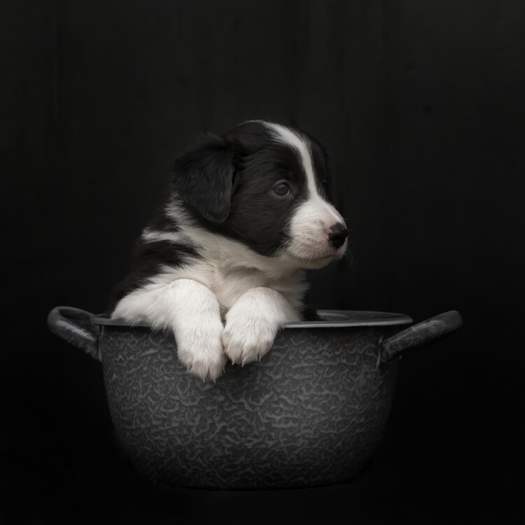 Canvas Print The new dishwasher took his job very serious